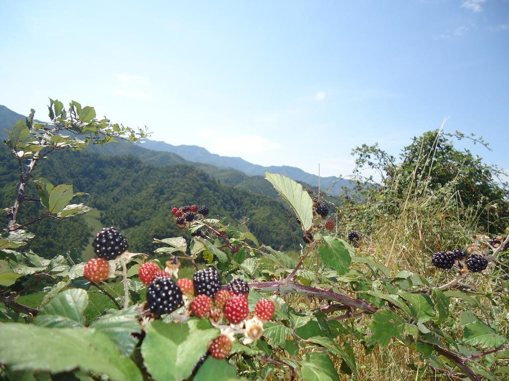 Agriturismo I Monti Di Salecchio Palazzuolo Sul Senio Bagian luar foto